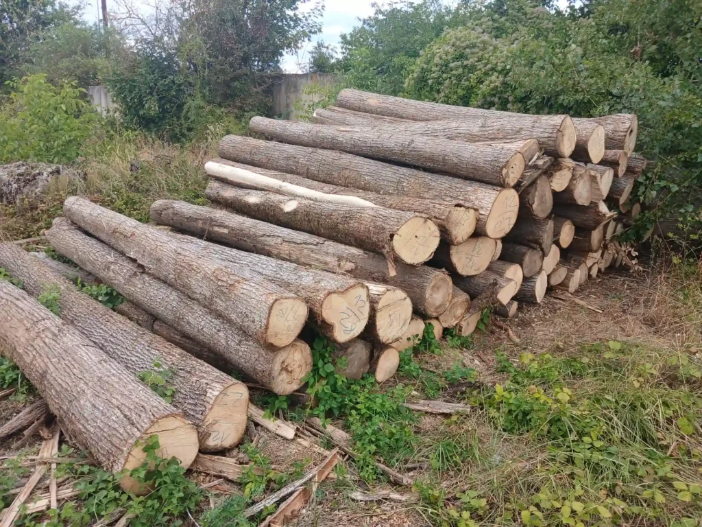 LIPA – kłody tartaczne, długość 4 m – SPRZEDAM