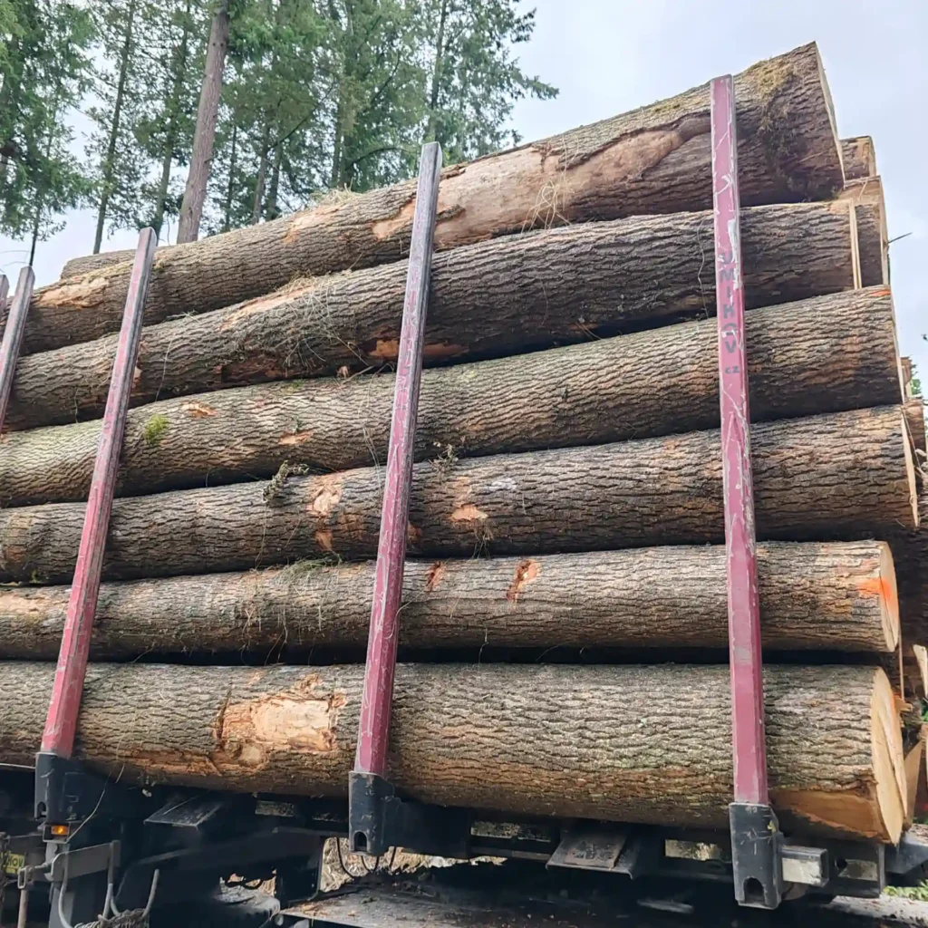 JESION – kłody tartaczne, długość 4 m – SPRZEDAM