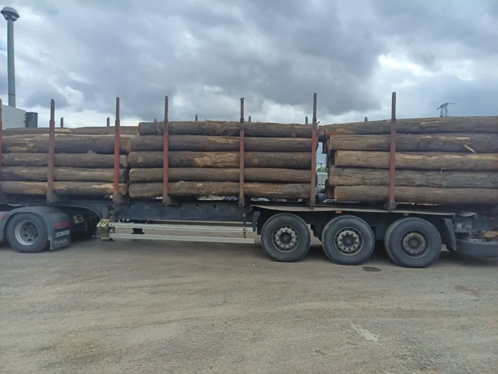 DĄB – kłody tartaczne, długość 4 m – SPRZEDAM