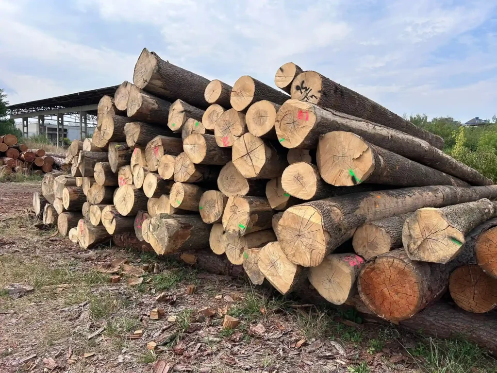JESION – drewno tartaczne, długość 4-12 m – SPRZEDAM