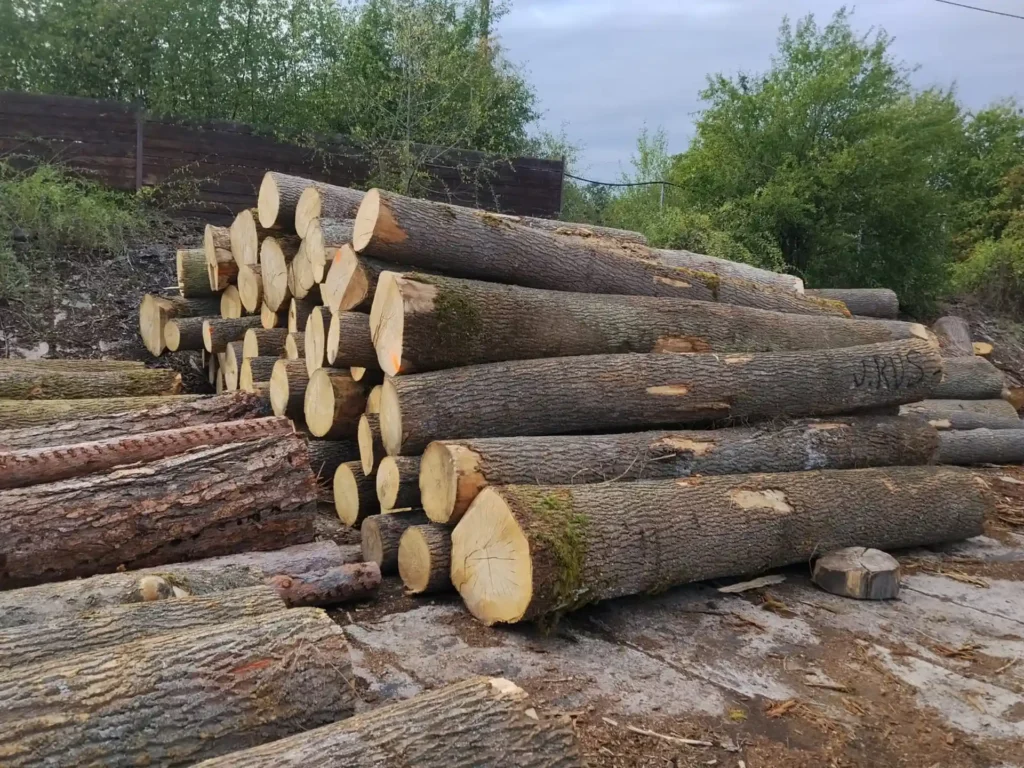 JESION – kłody tartaczne, długość 4 m – SPRZEDAM