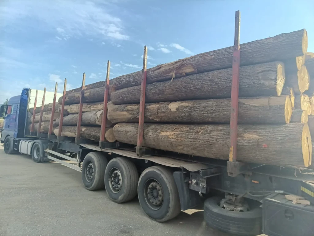 DĄB – kłody tartaczne, długość 4 m – SPRZEDAM