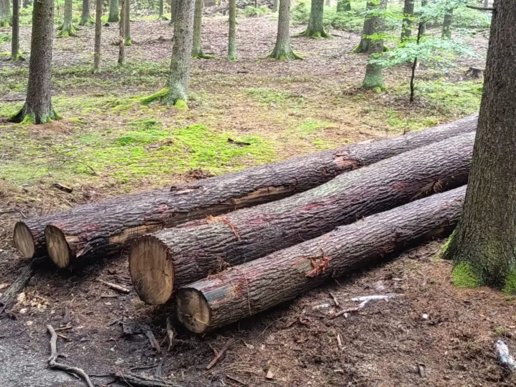 DĄB – drewno tartaczne, długość 3-8 m – SPRZEDAM