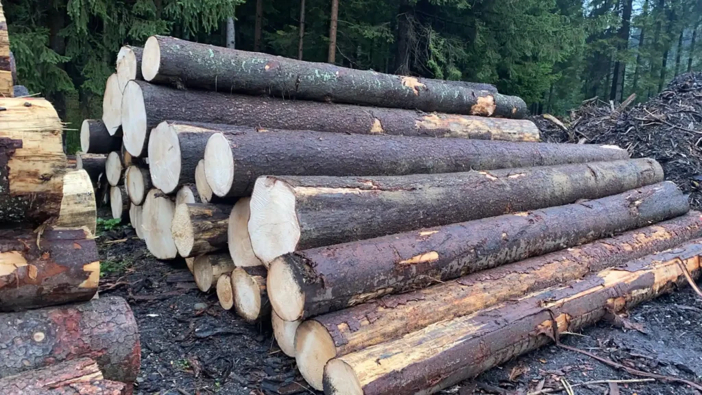 ŚWIERK – kłody tartaczne, długość 6 m – SPRZEDAM