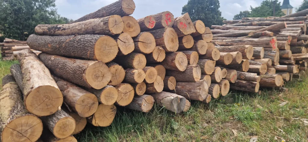 JESION – drewno tartaczne, długość 4-12 m – SPRZEDAM
