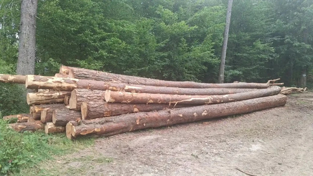 SOSNA – dłużyce tartaczne, długość 12 m – SPRZEDAM