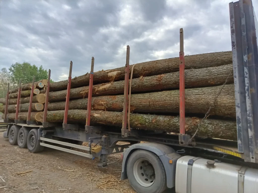 DĄB – drewno tartaczne, długość 4-7 m – SPRZEDAM