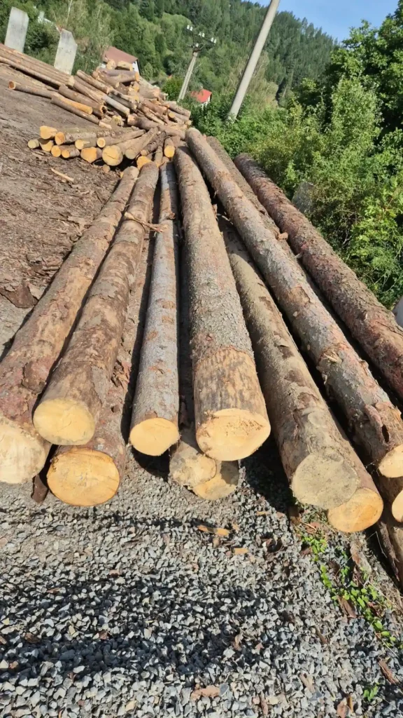 ŚWIERK – dłużyce tartaczne, posusz, długość 12 m – SPRZEDAM