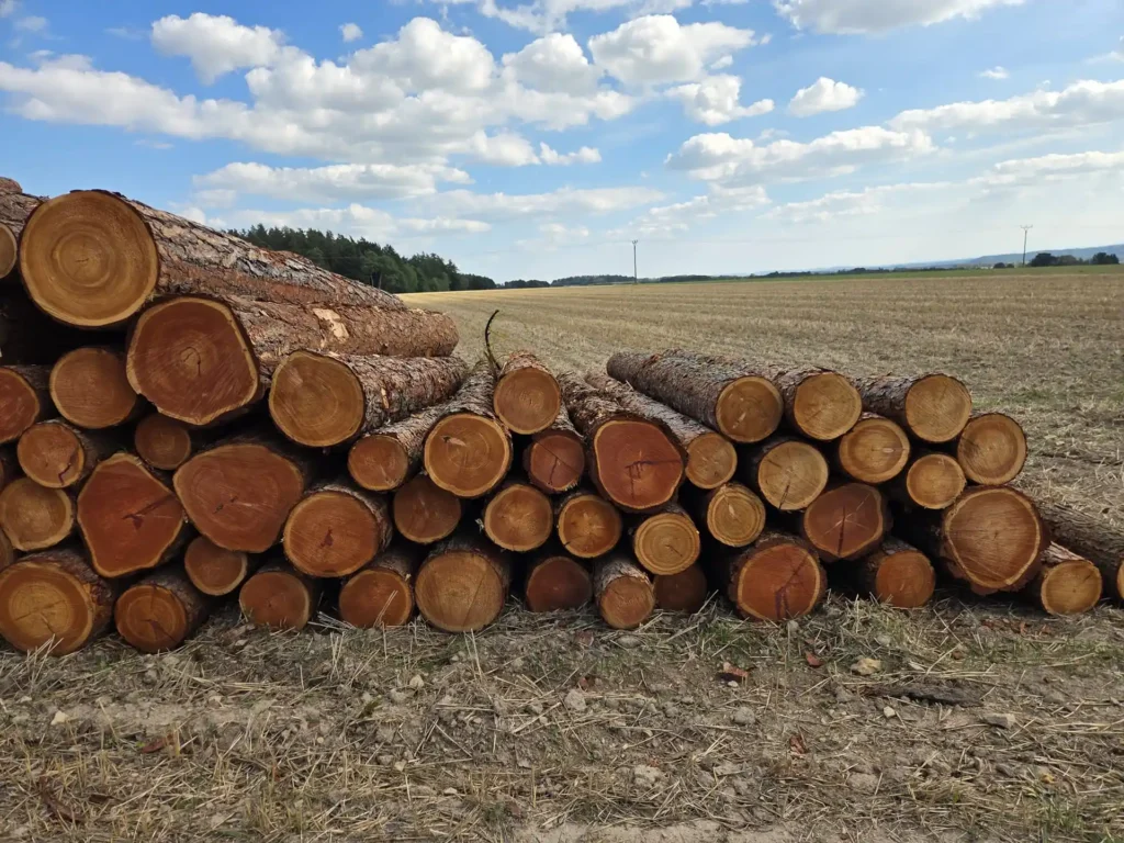 MODRZEW – kłody tartaczne, długość 4 m – SPRZEDAM