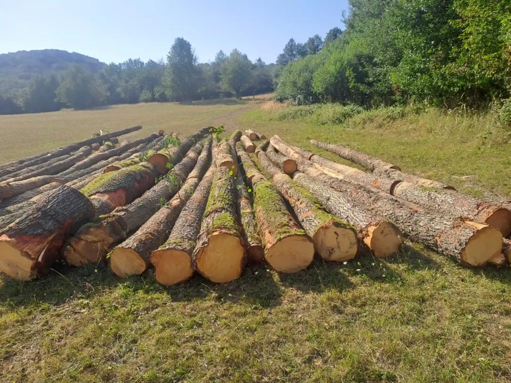 OLCHA – kłody tartaczne, długość 4 m – SPRZEDAM
