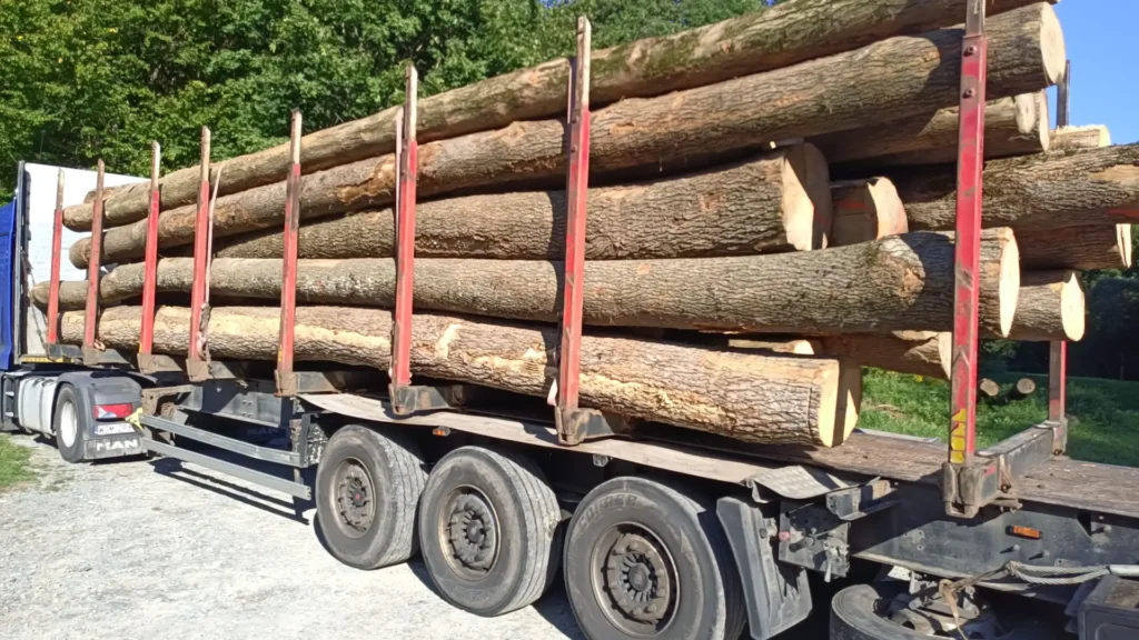 JESION – dłużyce tartaczne, długość 7-12 m – SPRZEDAM