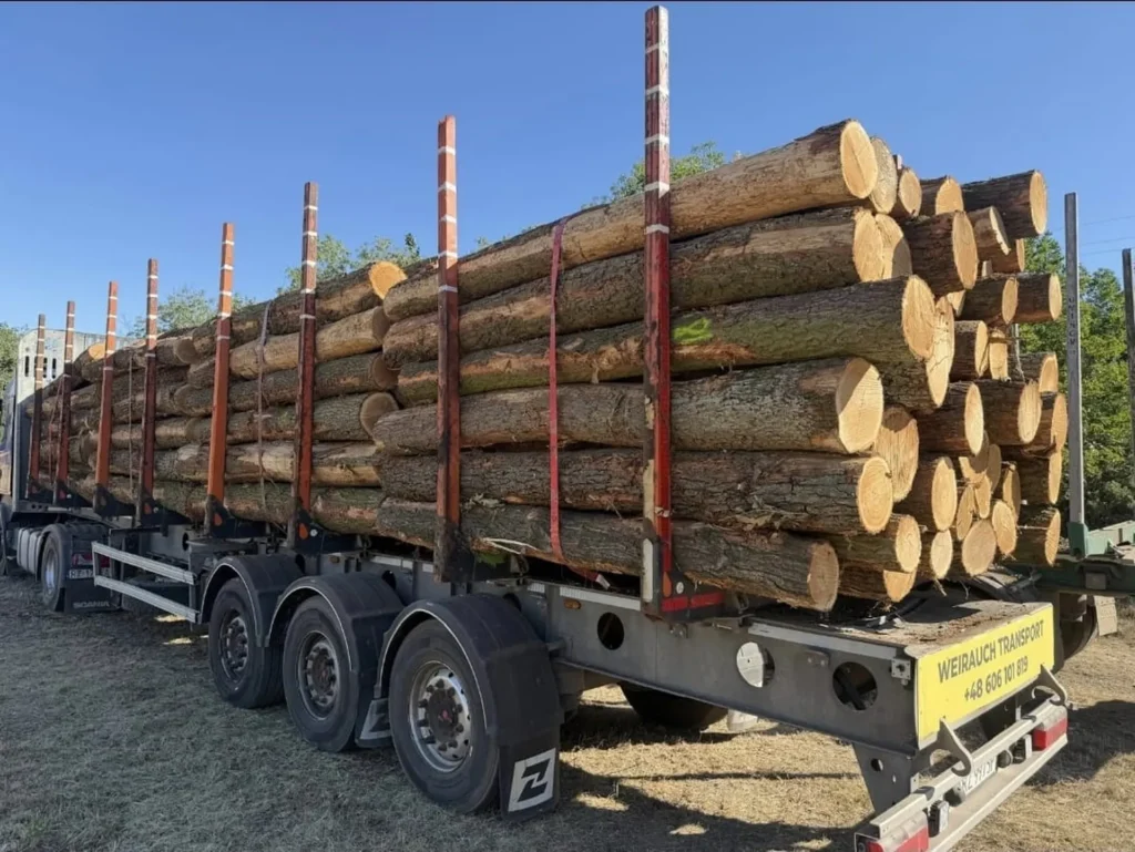 DĄB – kłody tartaczne, długość 3 m – SPRZEDAM