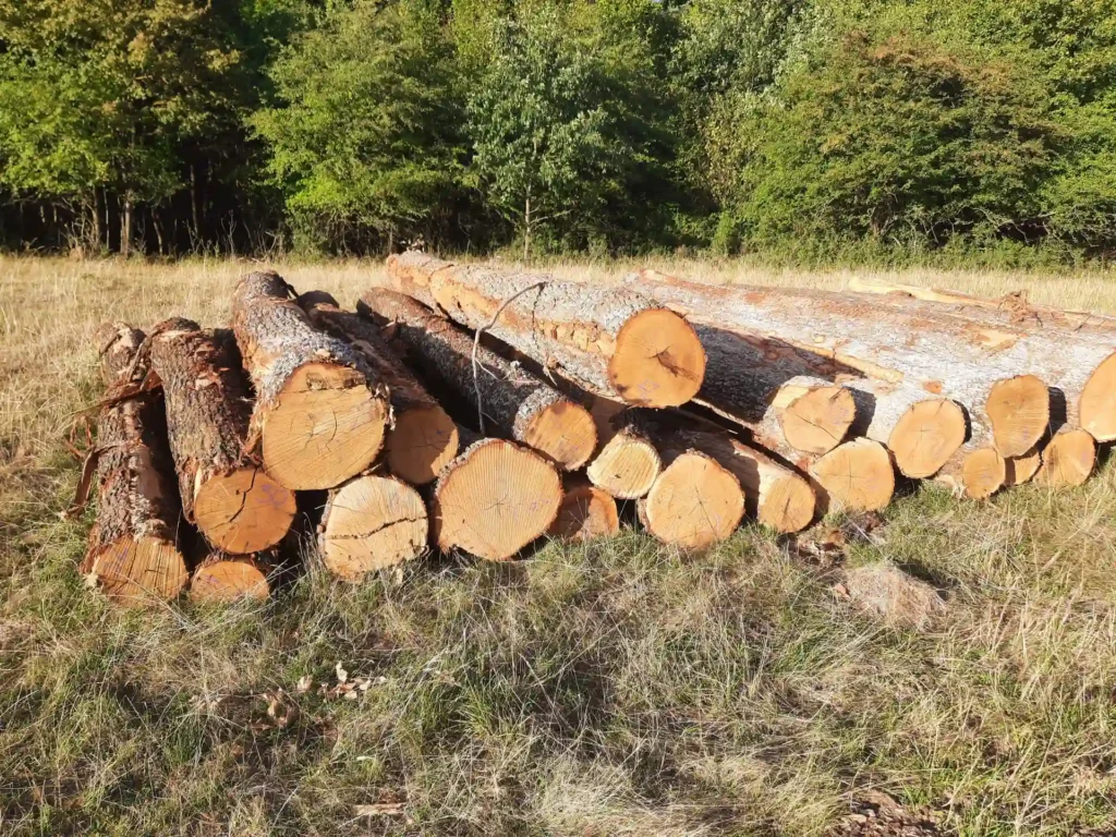 DĄB – drewno tartaczne, długość 4/5/8 m – SPRZEDAM
