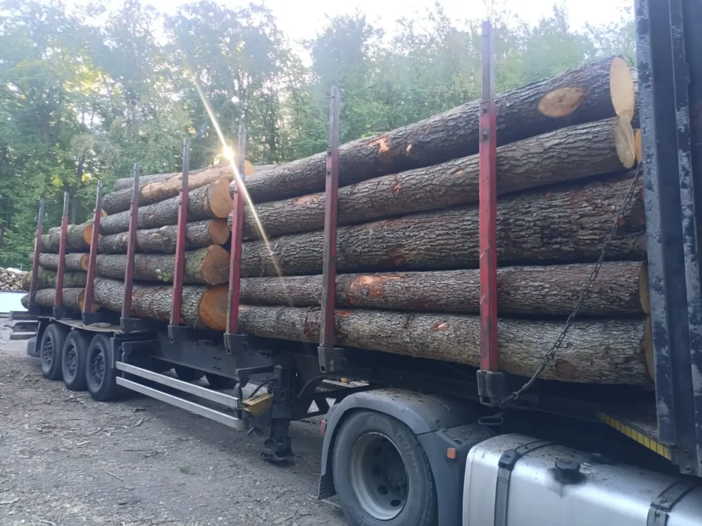OLCHA – kłody tartaczne, długość 4 m – SPRZEDAM