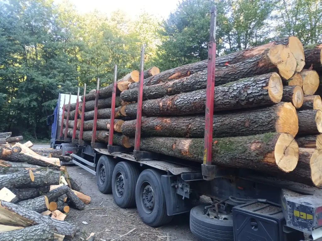OLCHA – kłody tartaczne, długość 4 m – SPRZEDAM