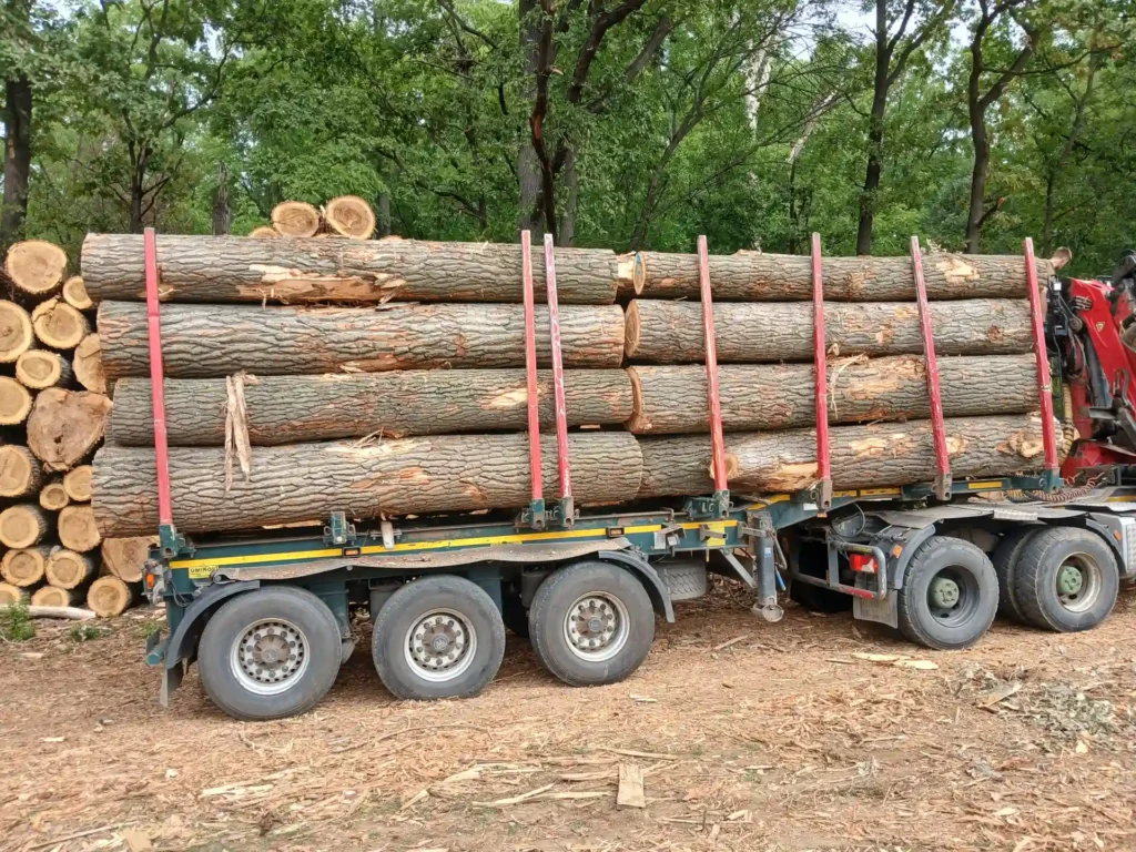 TOPOLA – kłody tartaczne, długość 4 m – SPRZEDAM