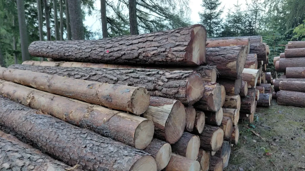 SOSNA – kłody tartaczne, długość 4 m – SPRZEDAM