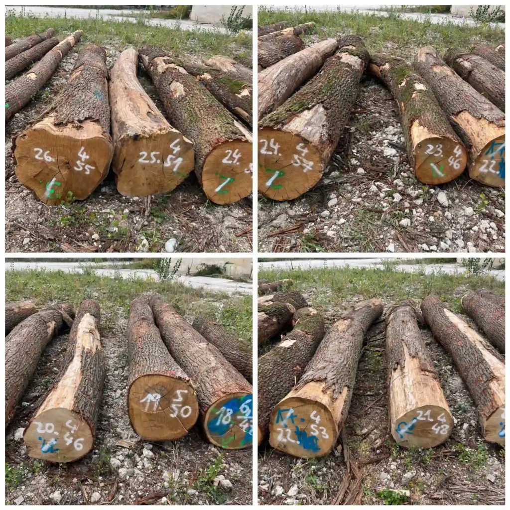 DĄB – kłody tartaczne, długość 3-6 m – SPRZEDAM