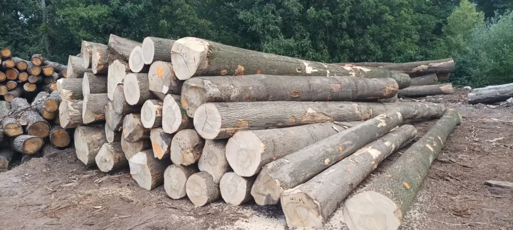 JESION – drewno tartaczne, długość 4-8 m – SPRZEDAM
