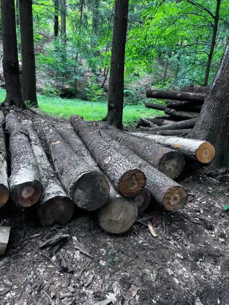 OLCHA – kłody tartaczne, długość 4 m – SPRZEDAM