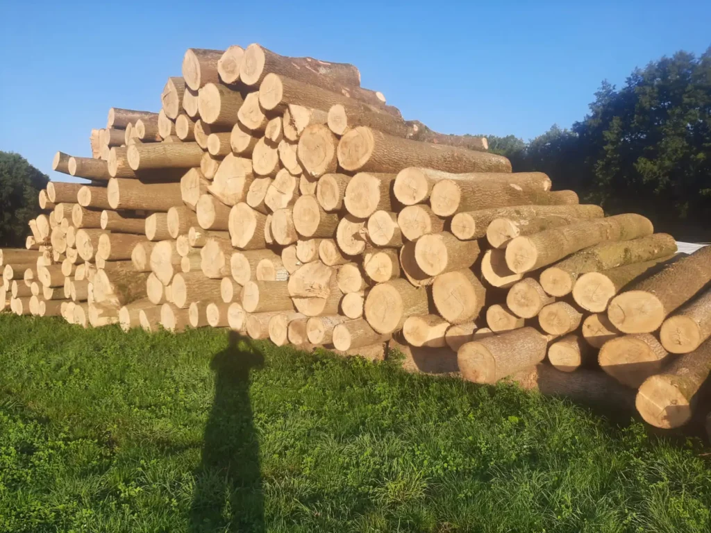 JESION – kłody tartaczne, długość 3/4 m – SPRZEDAM