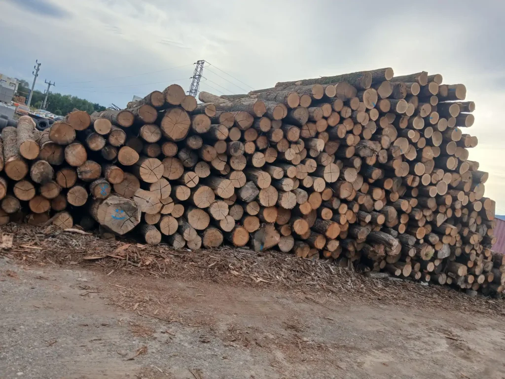 DĄB – kłody tartaczne, długość 4 m – SPRZEDAM