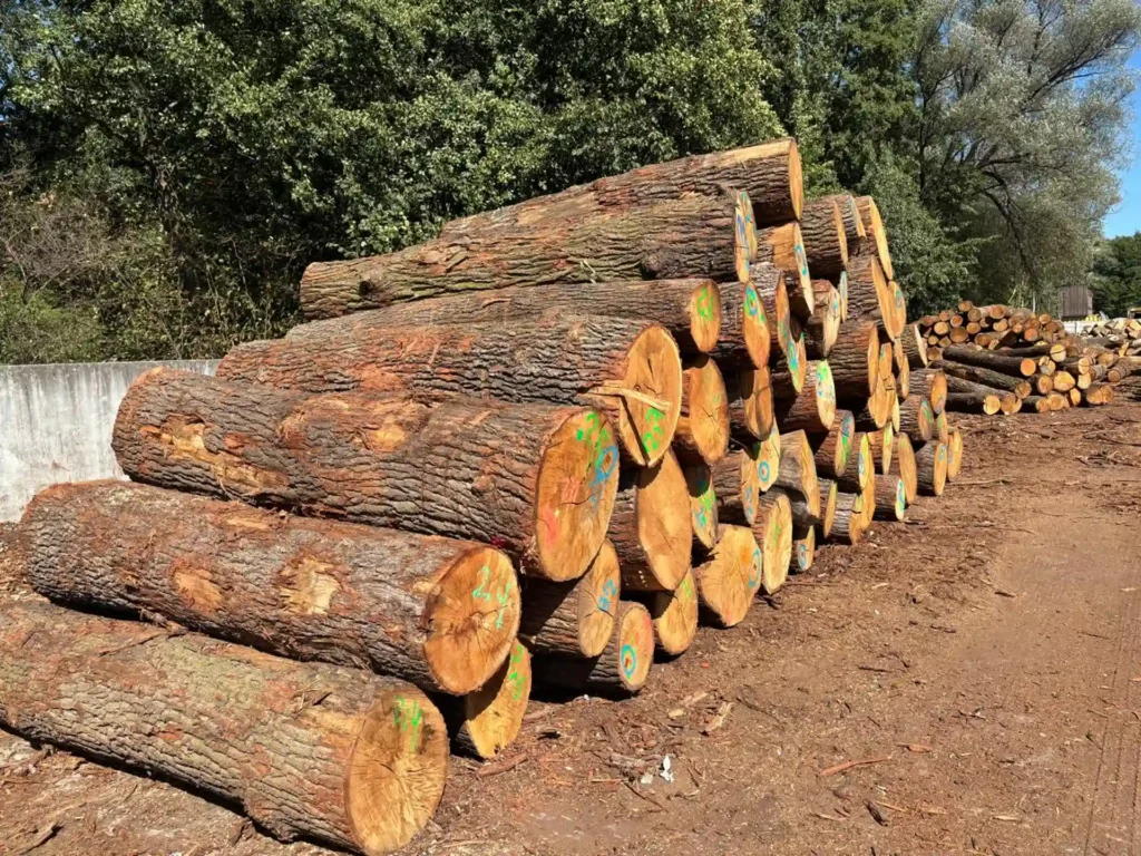 DĄB – kłody tartaczne, długość 2,5-3 m – SPRZEDAM