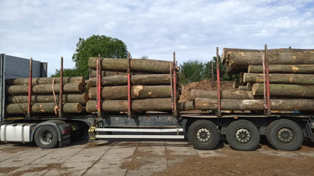JESION – kłody tartaczne, długość 3 m – SPRZEDAM