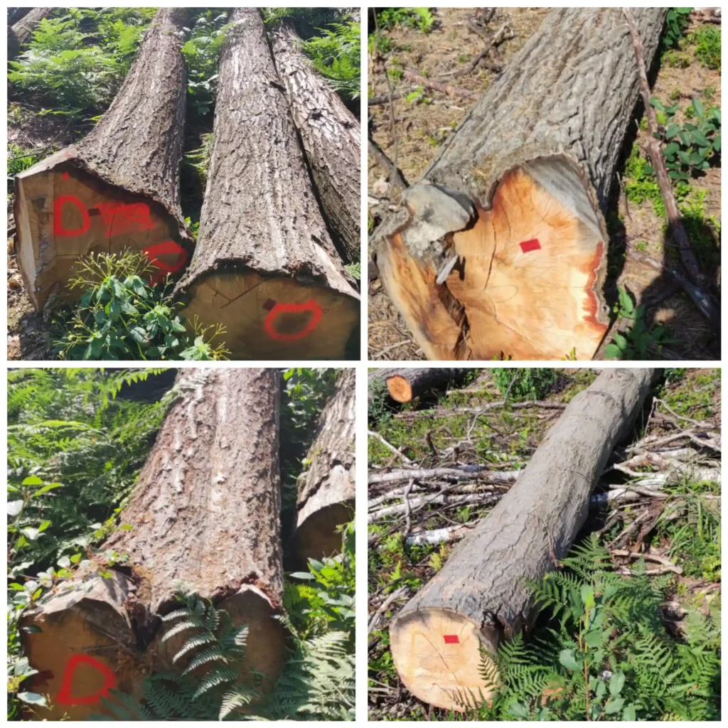 DĄB CZERWONY – drewno tartaczne, długość 3-8 m – SPRZEDAM