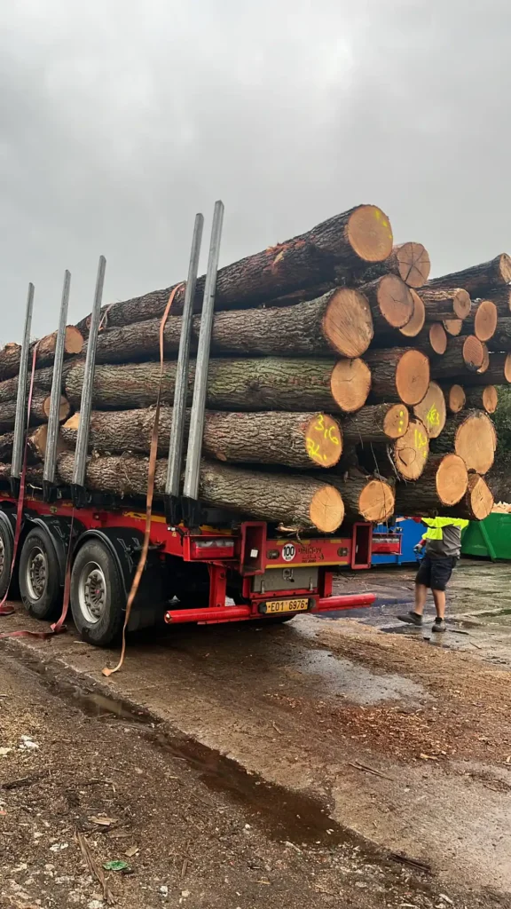 DĄB – kłody tartaczne, długość 4 m – SPRZEDAM
