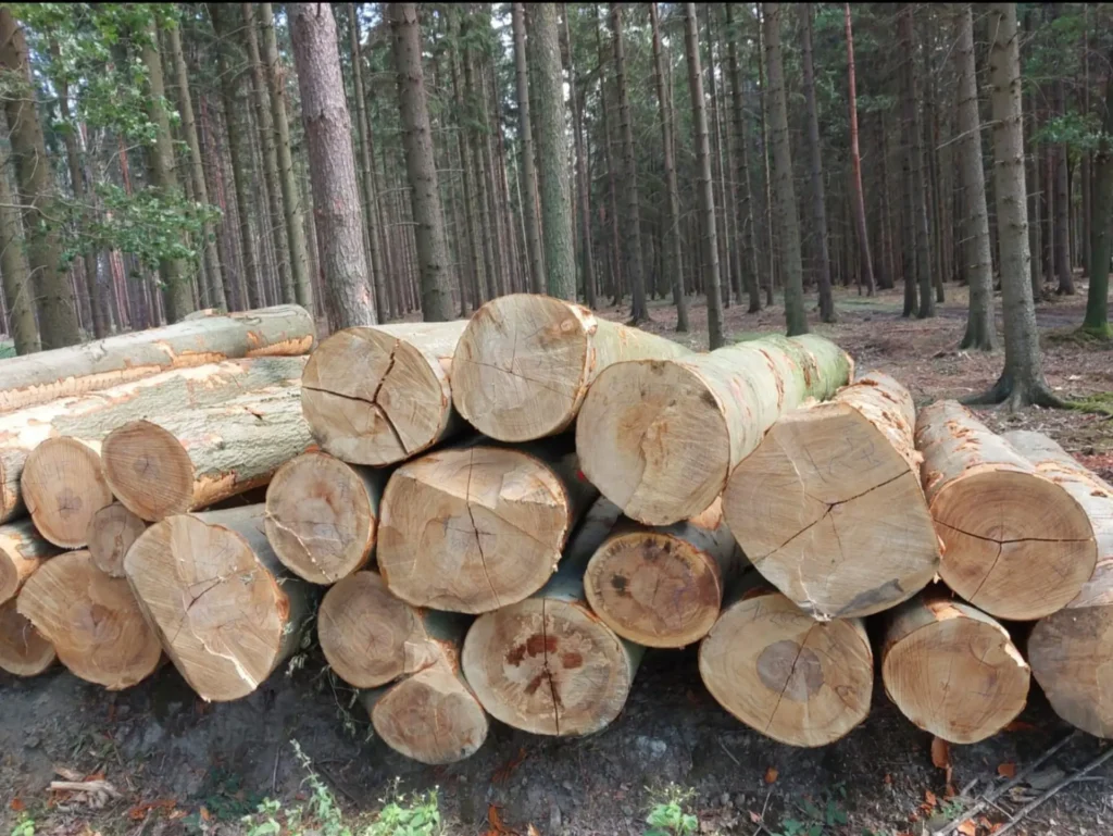 BUK – kłody tartaczne, długość 4 m – SPRZEDAM