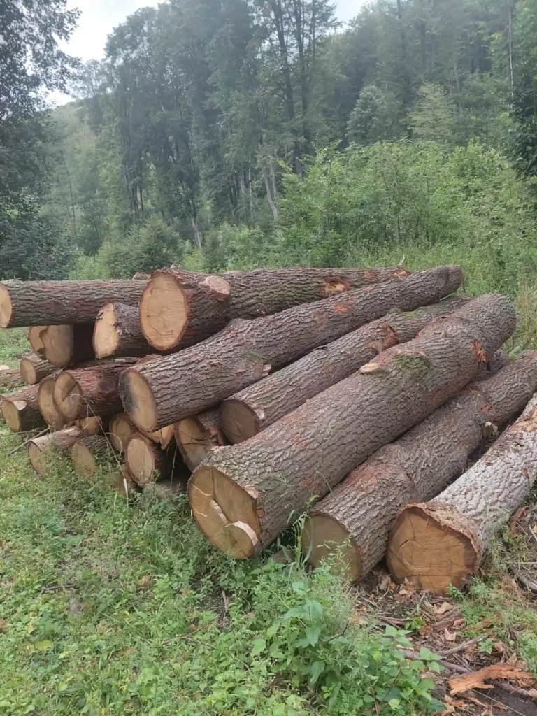 DĄB – drewno tartaczne, długość 4-8 m – SPRZEDAM