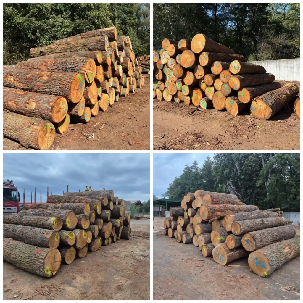 DĄB – kłody tartaczne, długość 2,4-3 m – SPRZEDAM