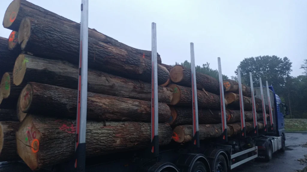 DĄB – kłody tartaczne, długość 2,4-3,0 m – SPRZEDAM
