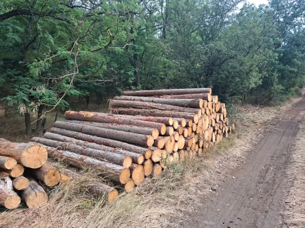 MODRZEW– kłody tartaczne, długość 5 m – SPRZEDAM
