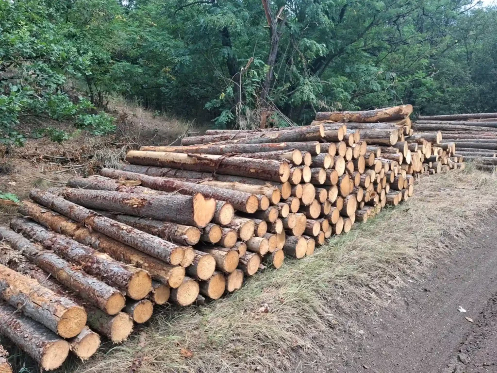 MODRZEW– kłody tartaczne, długość 5 m – SPRZEDAM