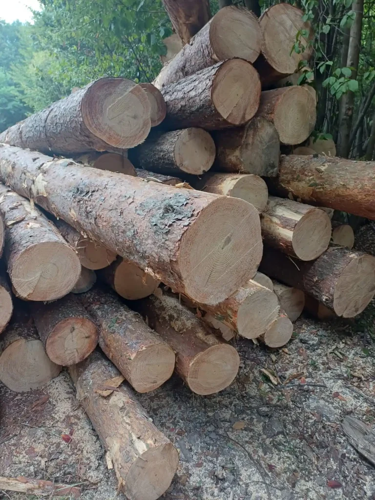 SOSNA – kłody tartaczne, długość 4 m – SPRZEDAM