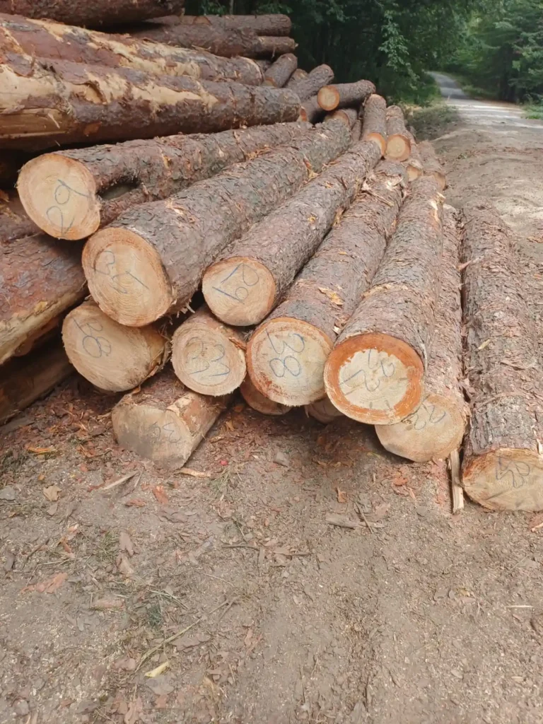 SOSNA – kłody tartaczne, długość 4 m – SPRZEDAM
