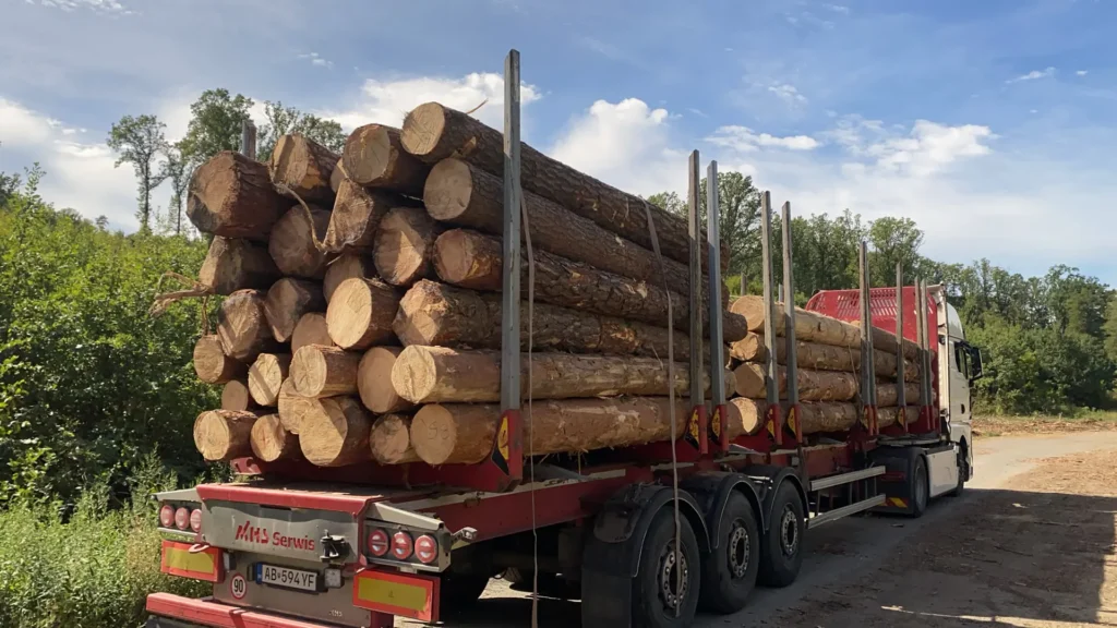 SOSNA – kłody tartaczne, długość 4 m – SPRZEDAM