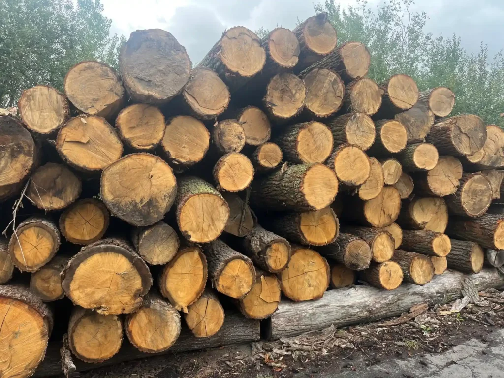 DĄB – kłody tartaczne, długość 4 m – SPRZEDAM