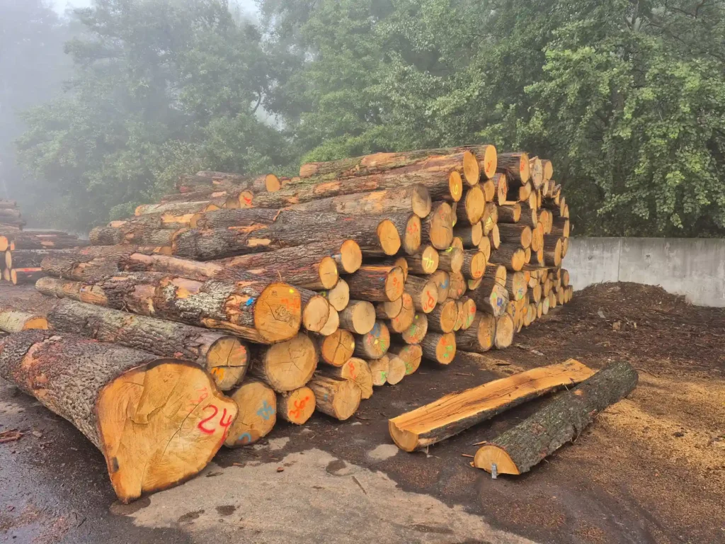 DĄB – kłody tartaczne, długość 2,9-3,0 m – SPRZEDAM