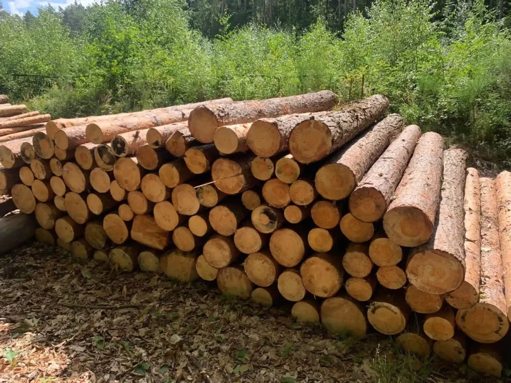 SOSNA – kłody tartaczne, długość 3 m – SPRZEDAM
