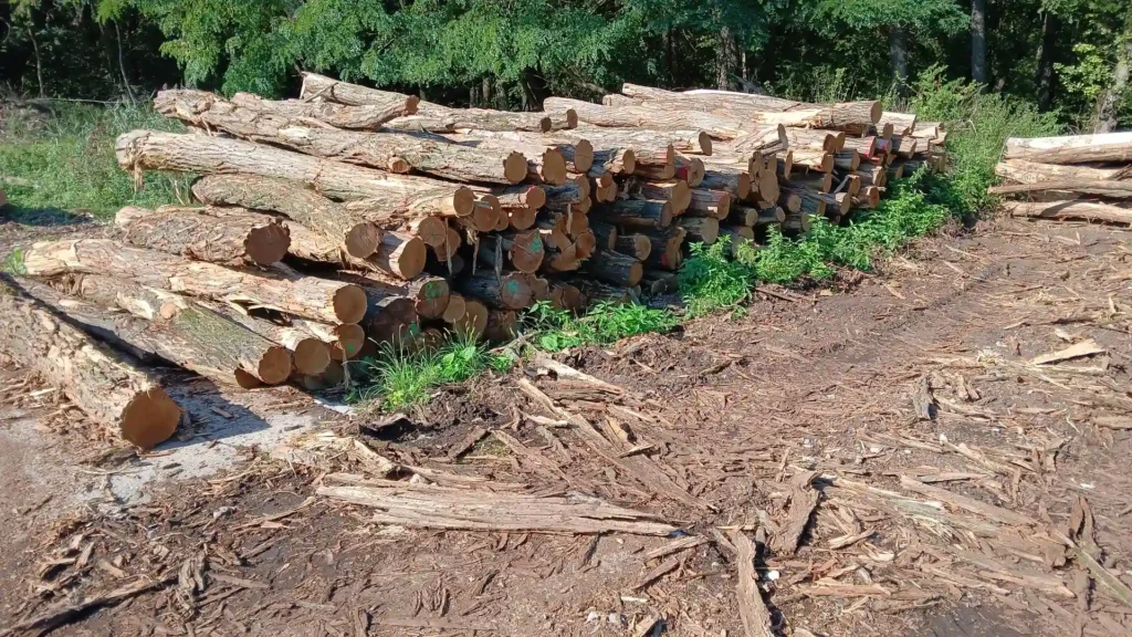 AKACJA – kłody tartaczne, długość 4 m – SPRZEDAM