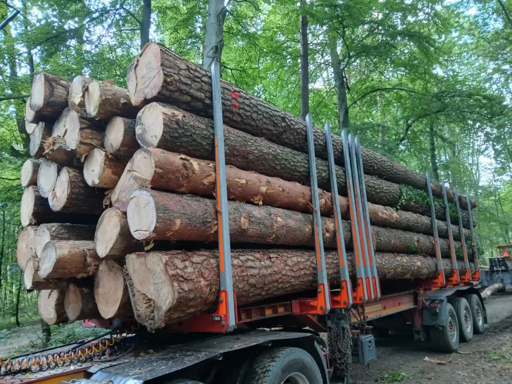 SOSNA – dłużyce tartaczne, długość 8/10/12 m – SPRZEDAM