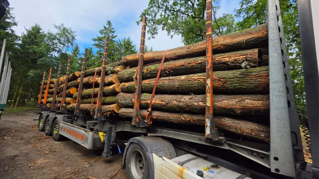 DĄB – kłody tartaczne, długość 3,0 m – SPRZEDAM