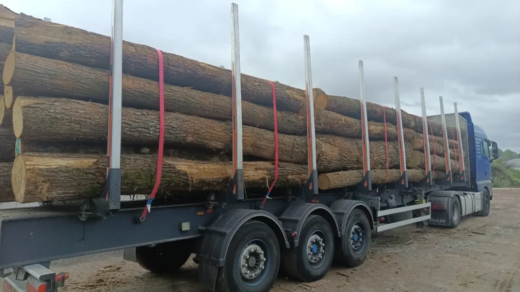 DĄB – kłody tartaczne, długość 4,0 m – SPRZEDAM
