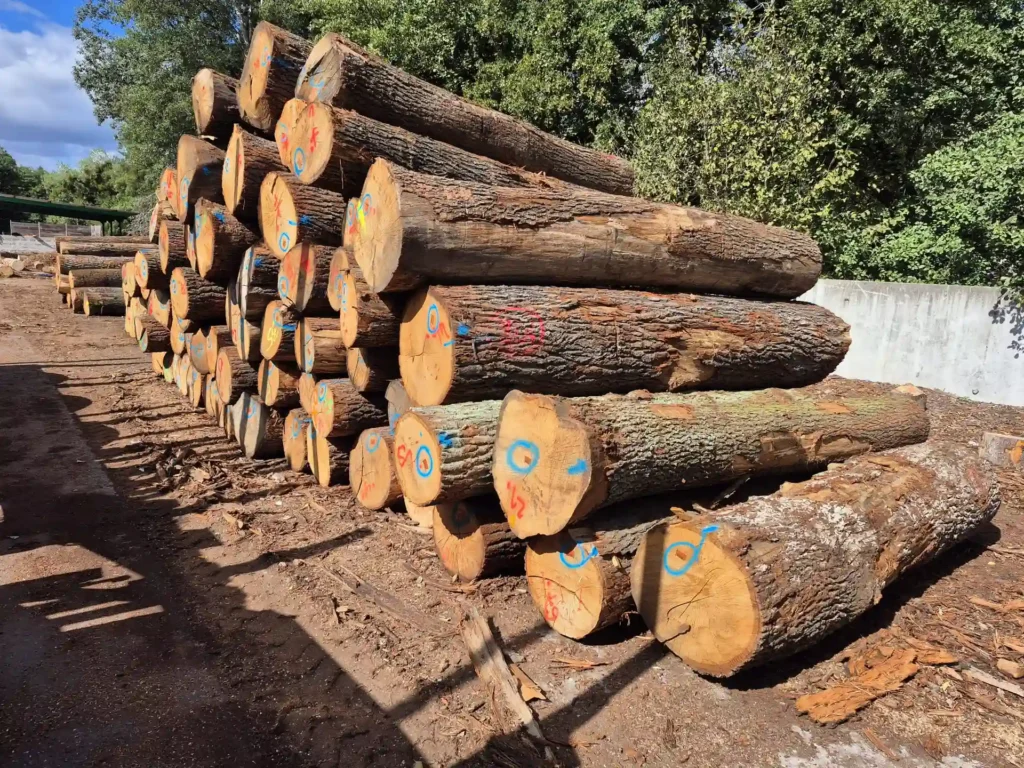 DĄB – kłody tartaczne, długość 2,4-3,0 m – SPRZEDAM