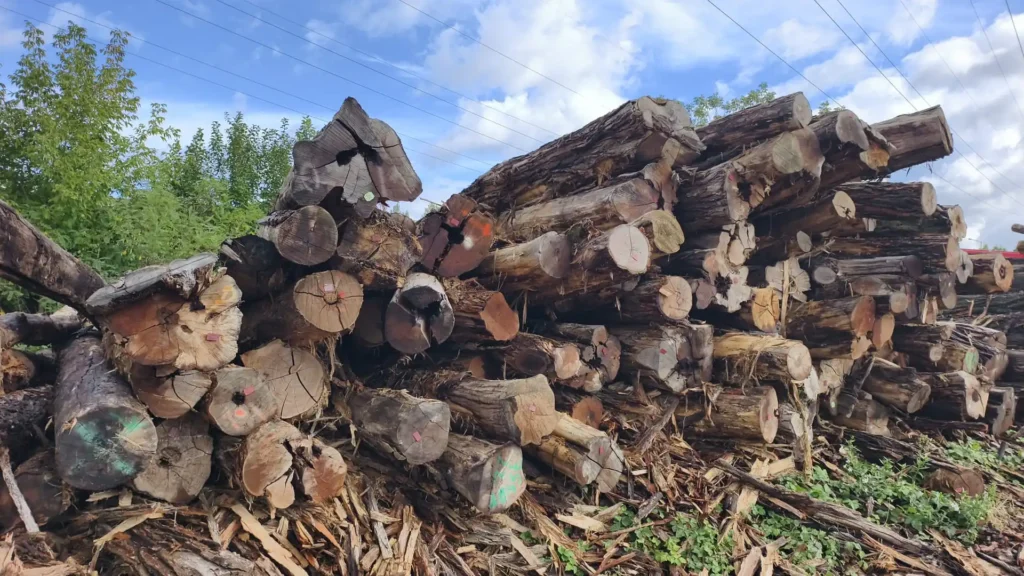 AKACJA – drewno tartaczne, długość 4-7 m – SPRZEDAM