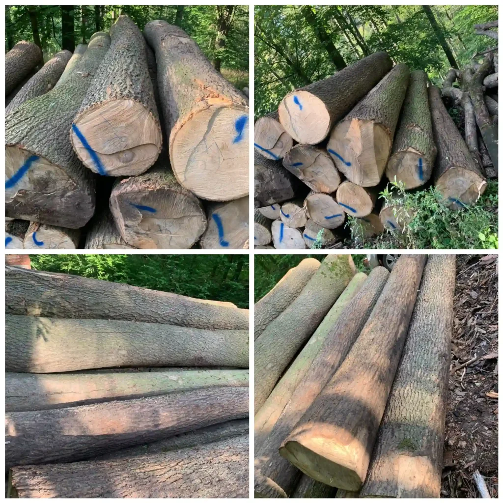 JESION – kłody tartaczne, długość 4/5/6 m – SPRZEDAM