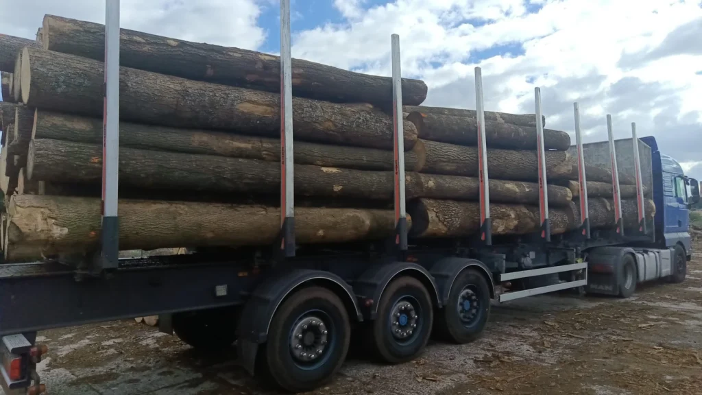 JESION – kłody tartaczne, długość 4 m – SPRZEDAM